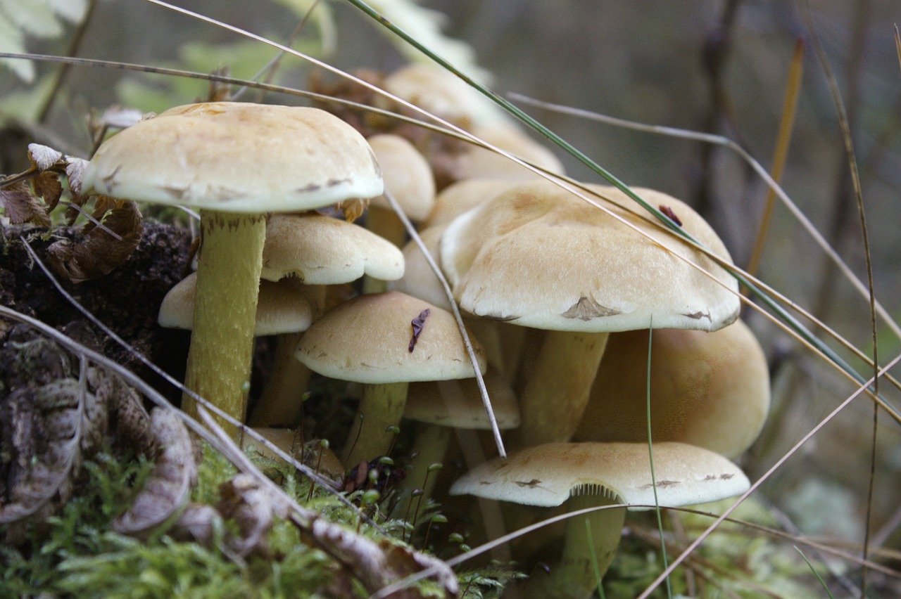 mushrooms poisonous wild mushrooms free photo