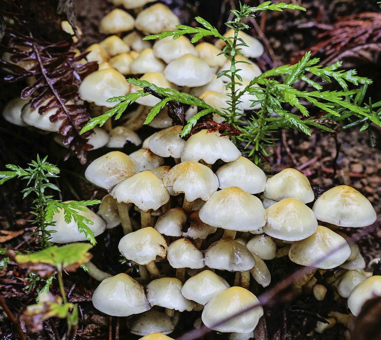 mushrooms forest nature free photo