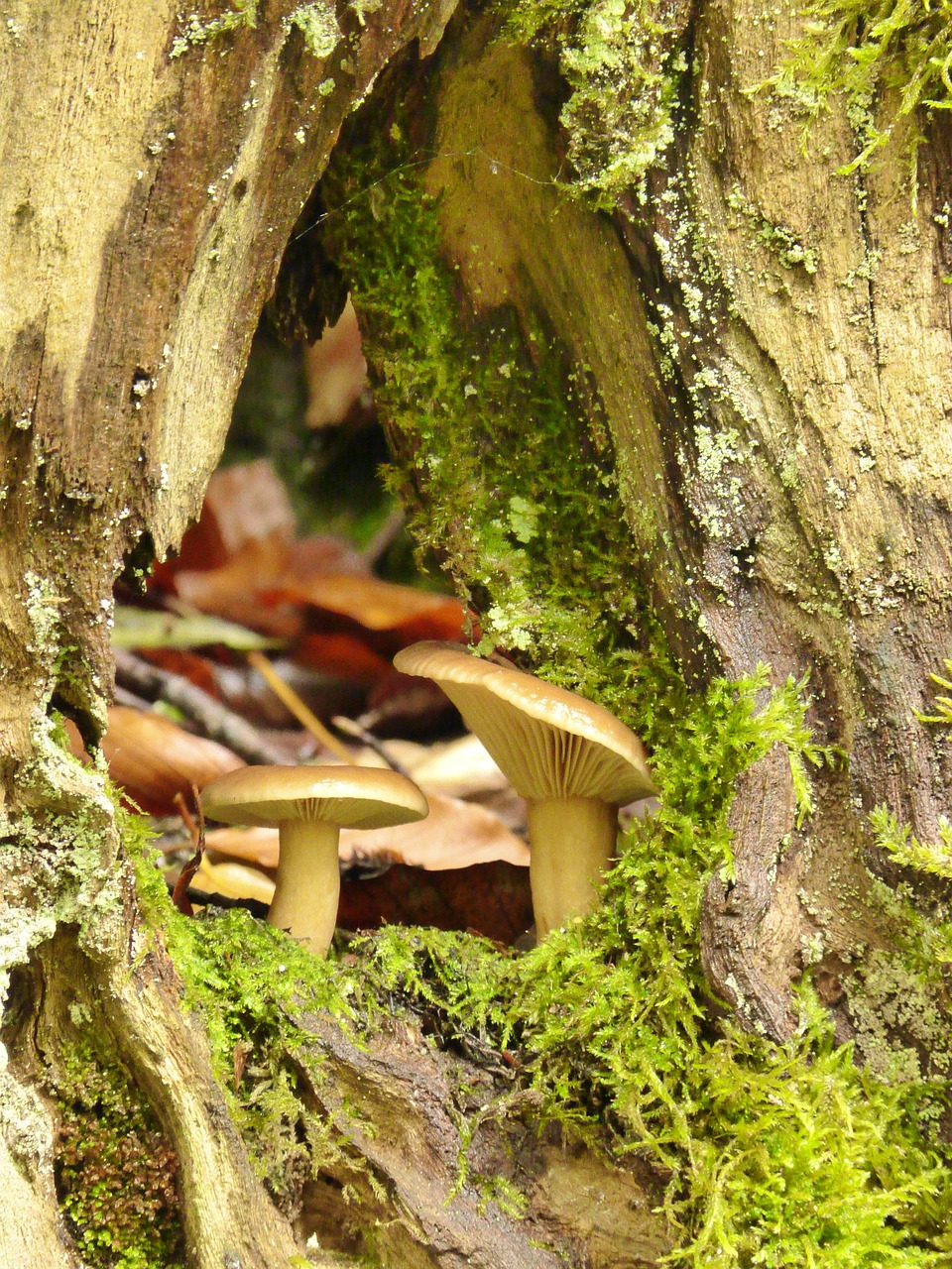 mushrooms plant forest free photo