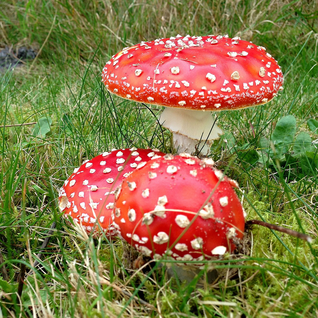 mushrooms natural toxic free photo