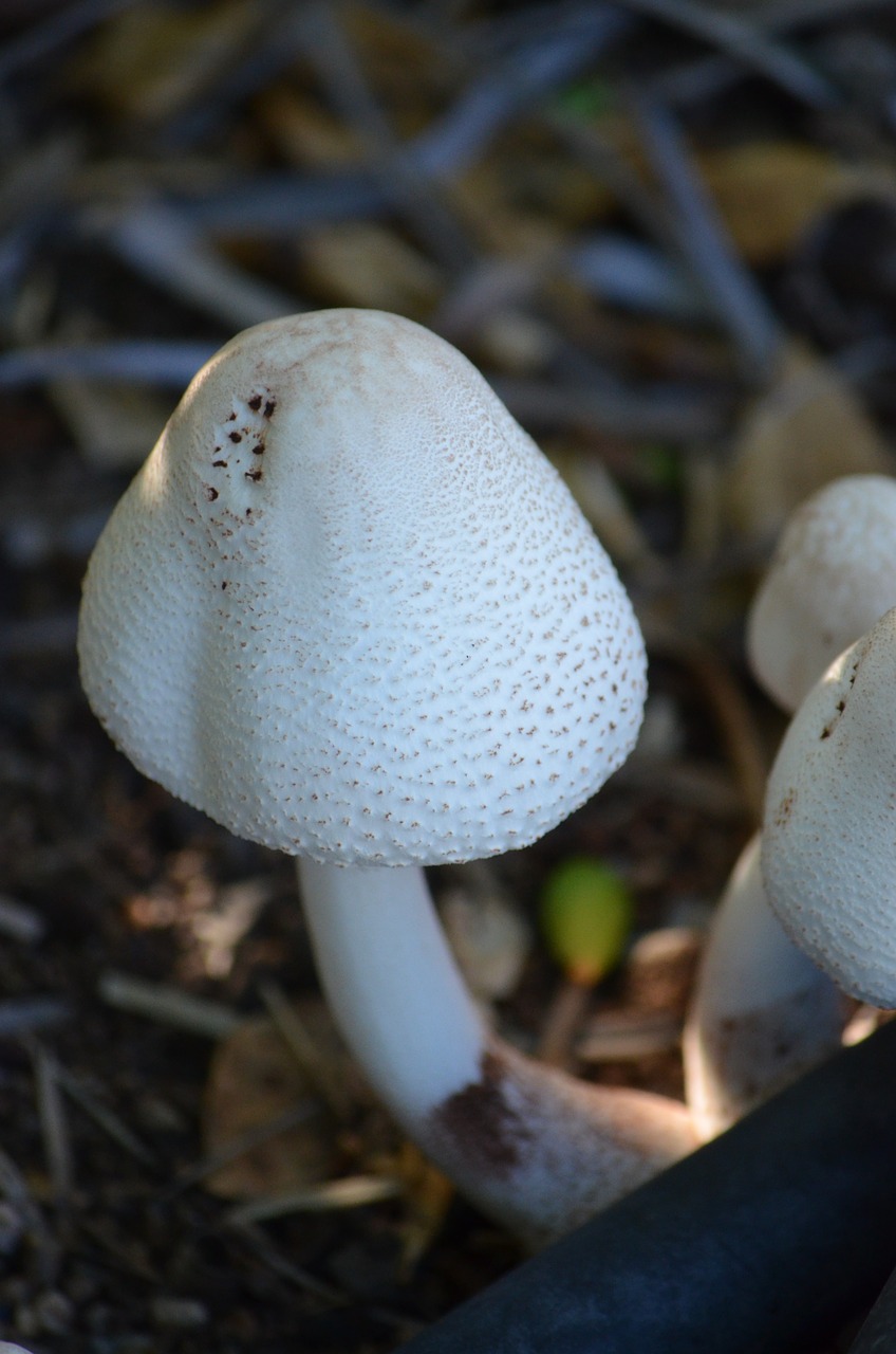 mushrooms fungi fungus free photo