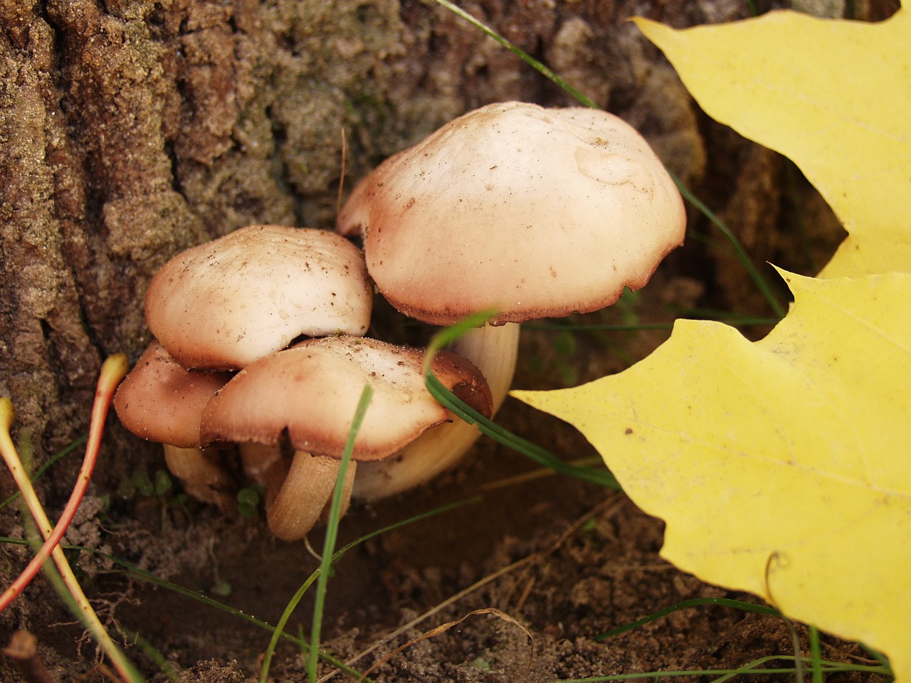 mushrooms light brown tree fungus free photo