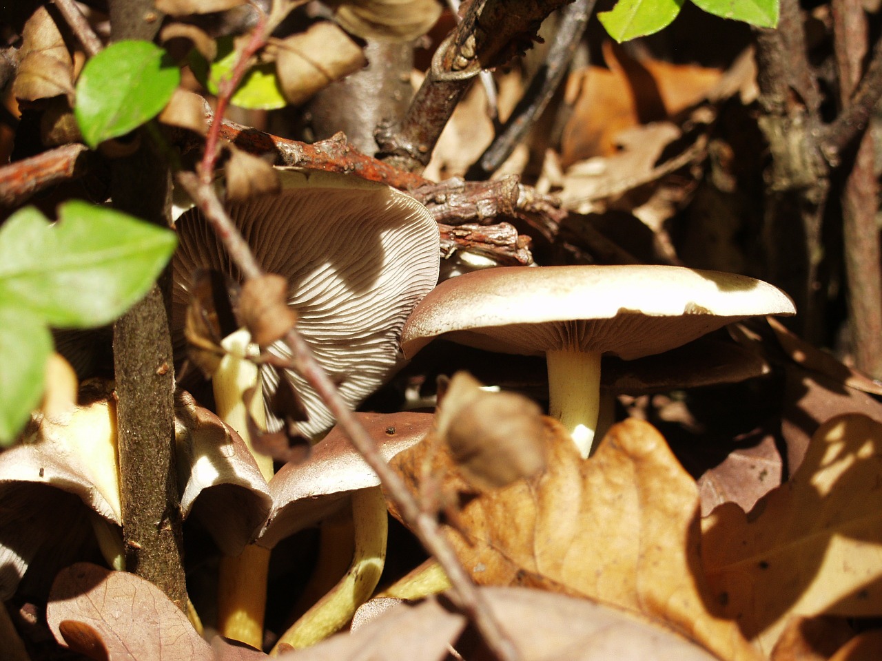 mushrooms brown bottom free photo