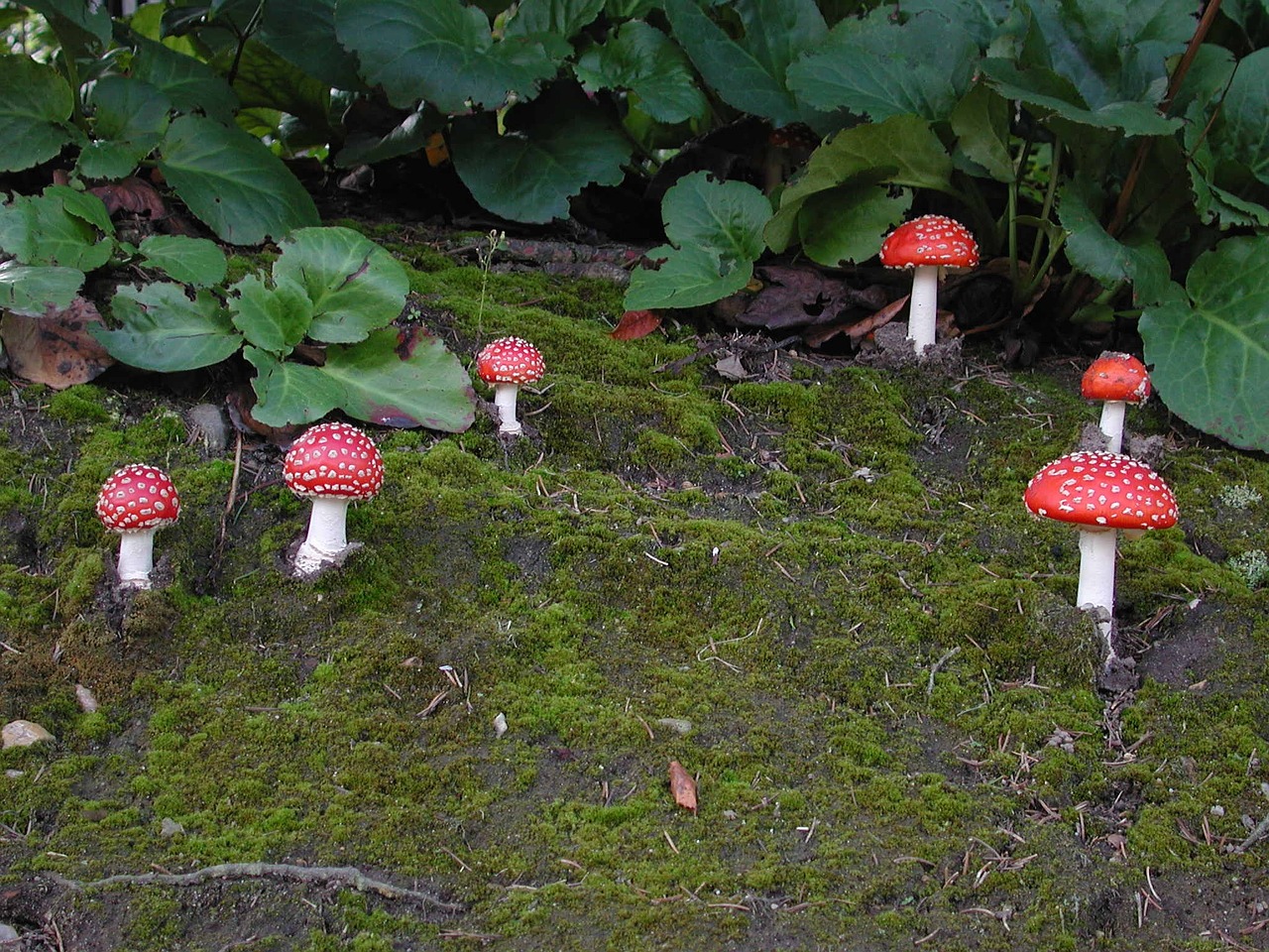 mushrooms fly agaric nature free photo