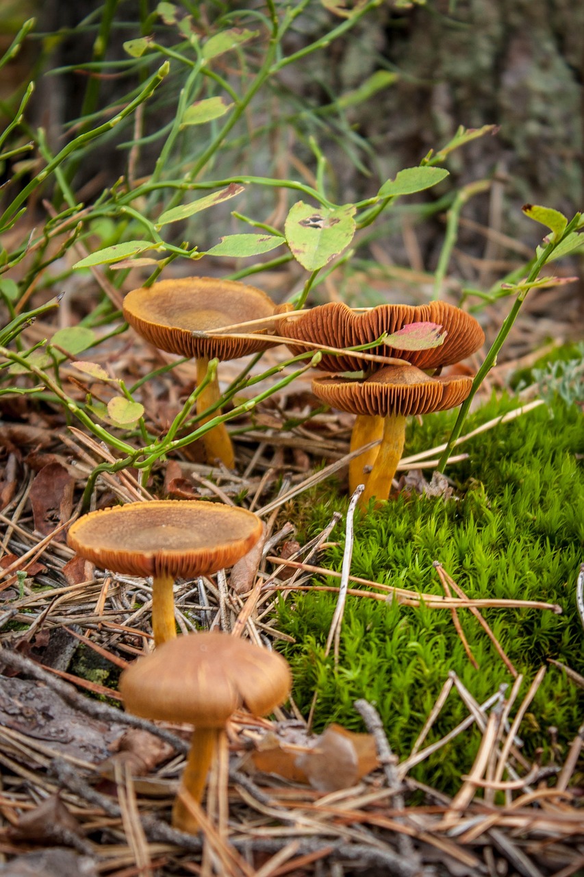 mushrooms forest autumn free photo