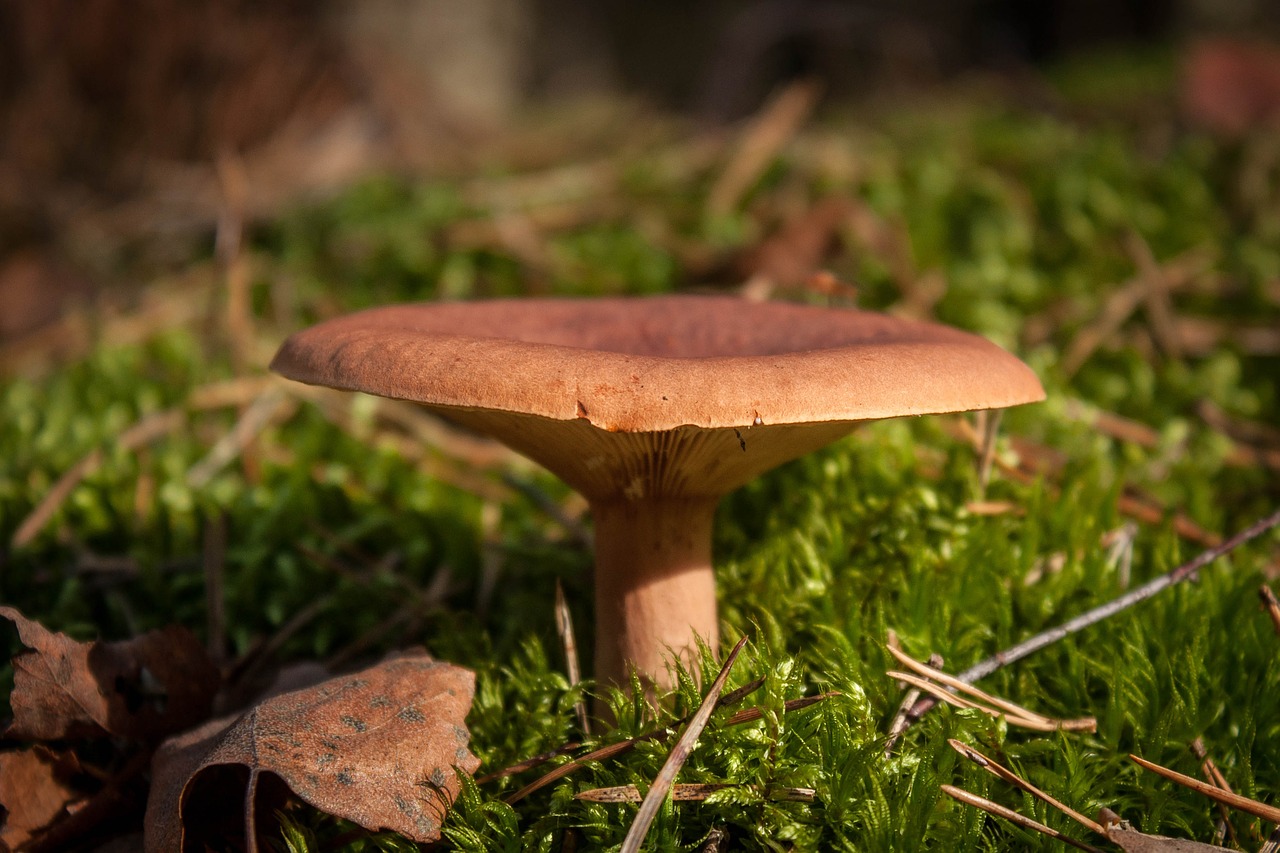 mushrooms forest autumn free photo