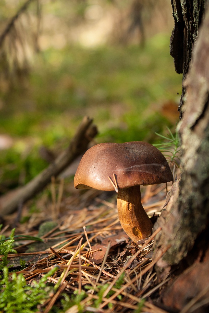 mushrooms forest autumn free photo