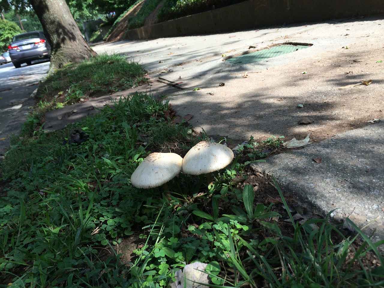 mushrooms couple together free photo