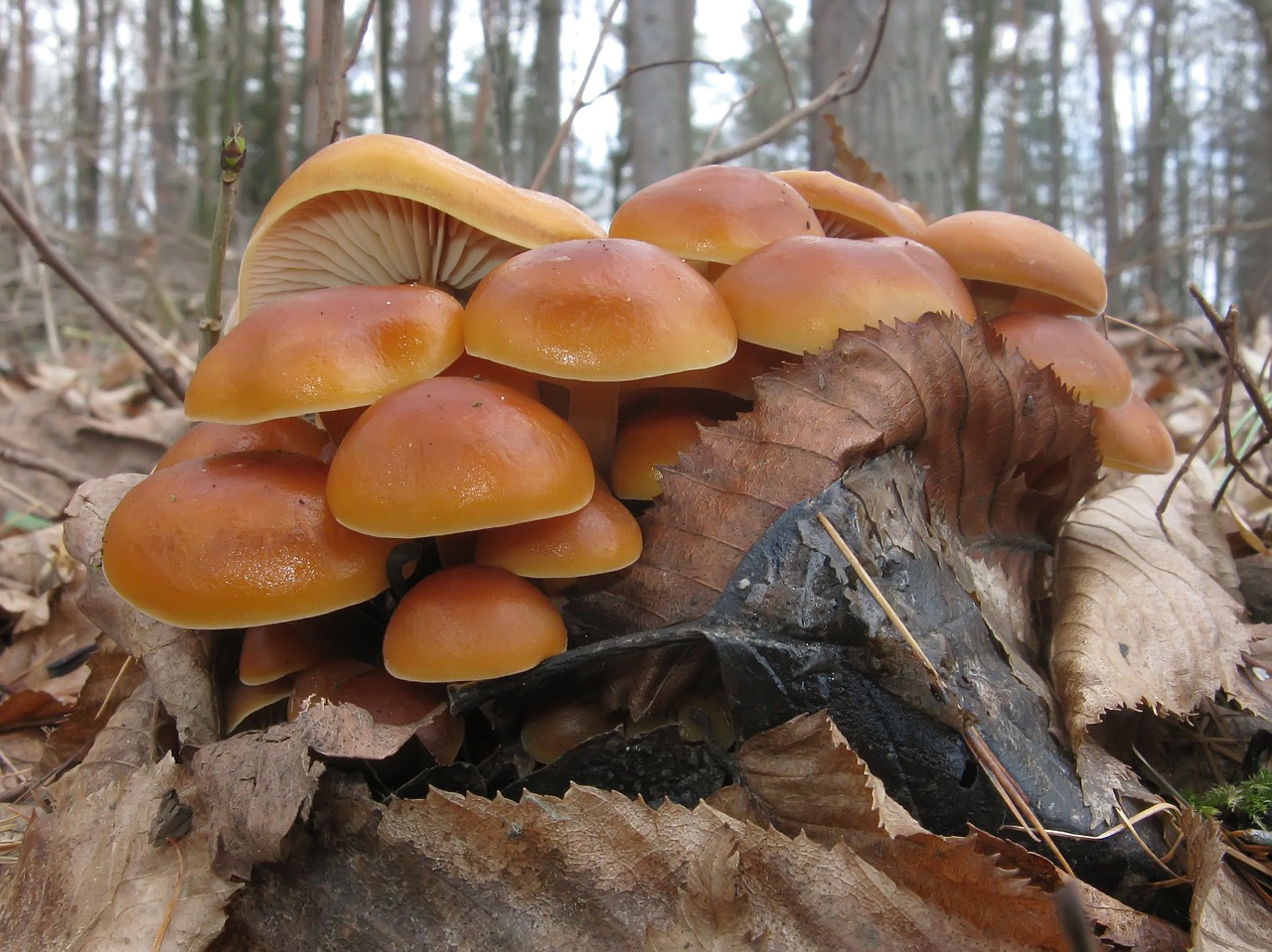 mushrooms forest fungus free photo