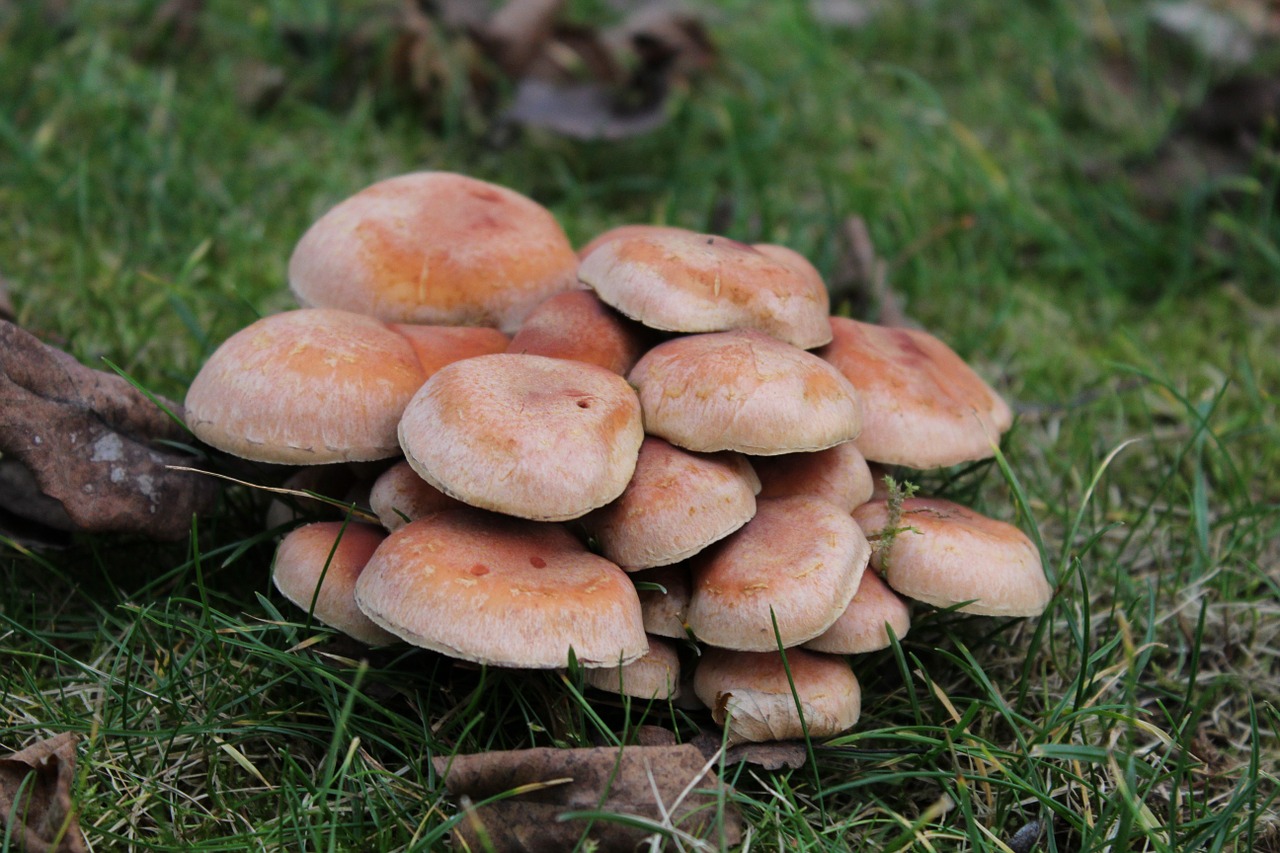 mushrooms grass autumn free photo