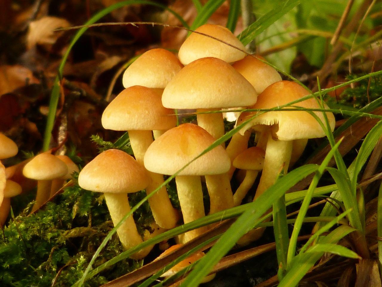 mushrooms forest toxic free photo