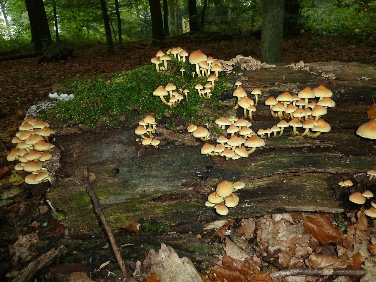 mushrooms wood forest free photo