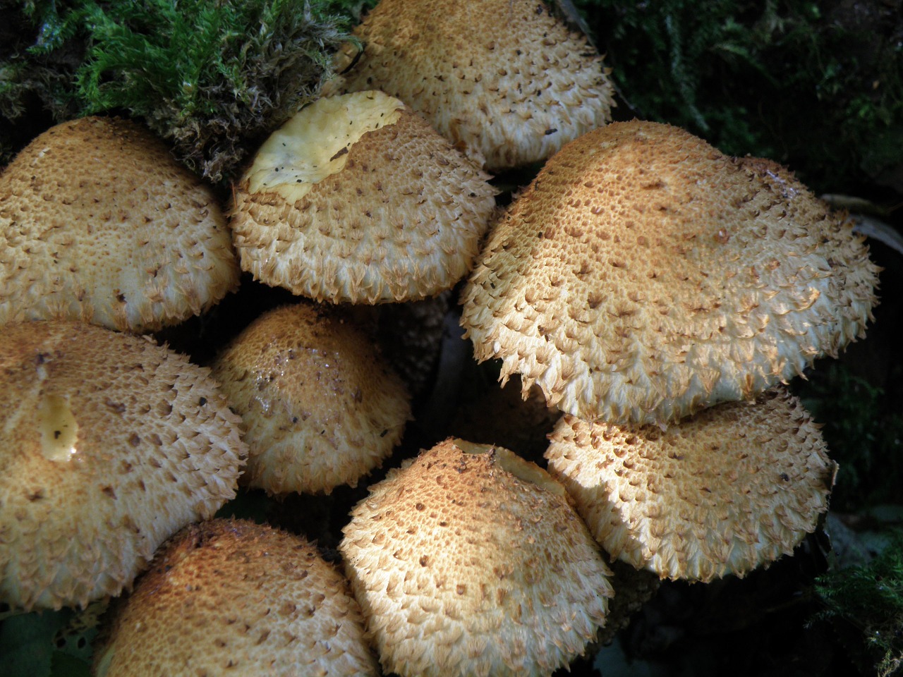 mushrooms hats fungus free photo