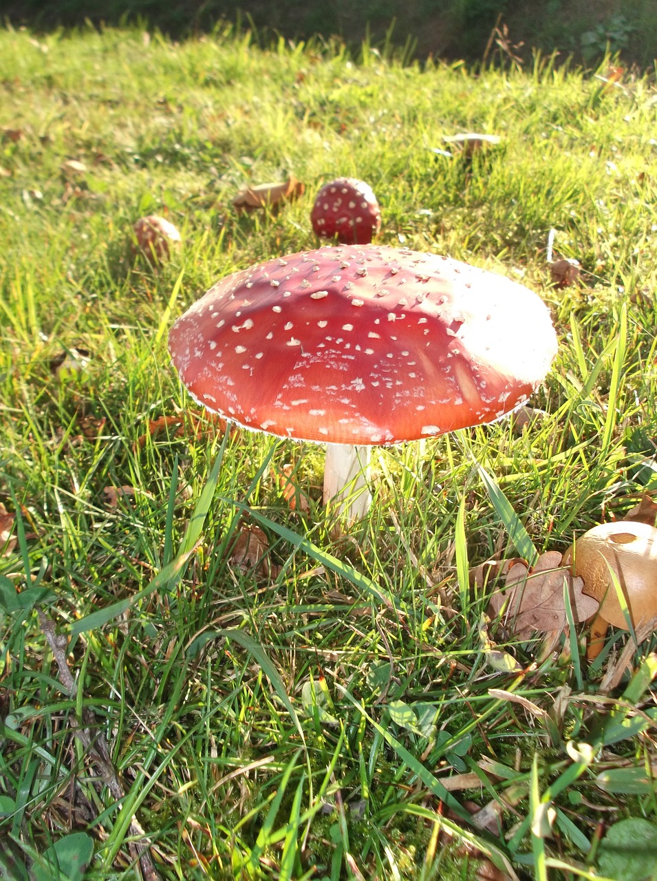 mushrooms dot mushroom free photo