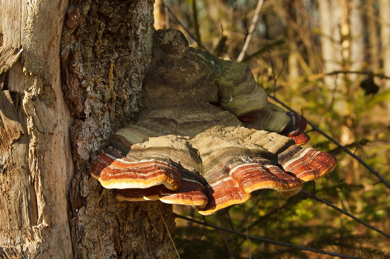 mushrooms forest tree fungus free photo