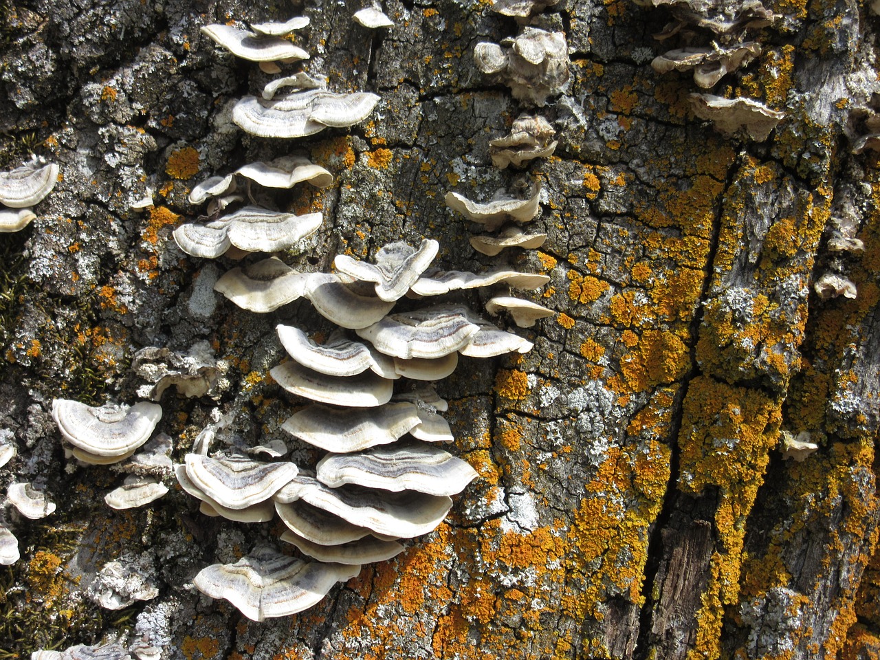 mushrooms log weave free photo