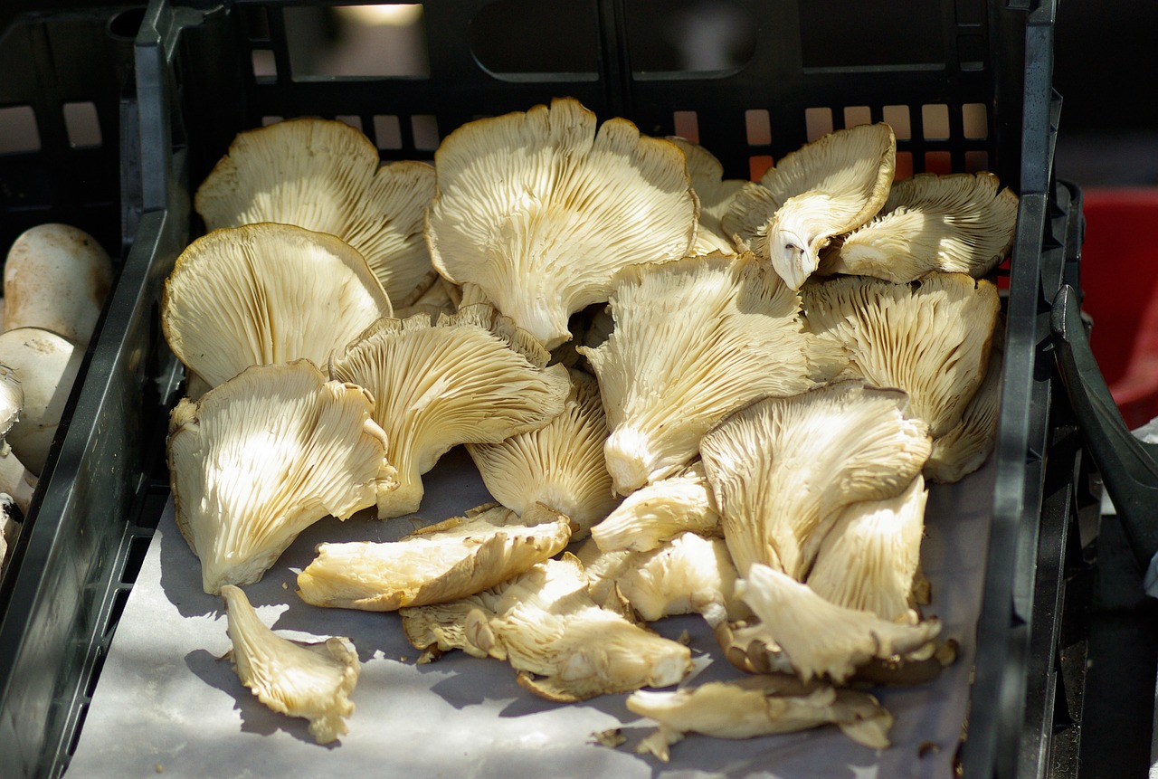 mushrooms forest chanterelles free photo