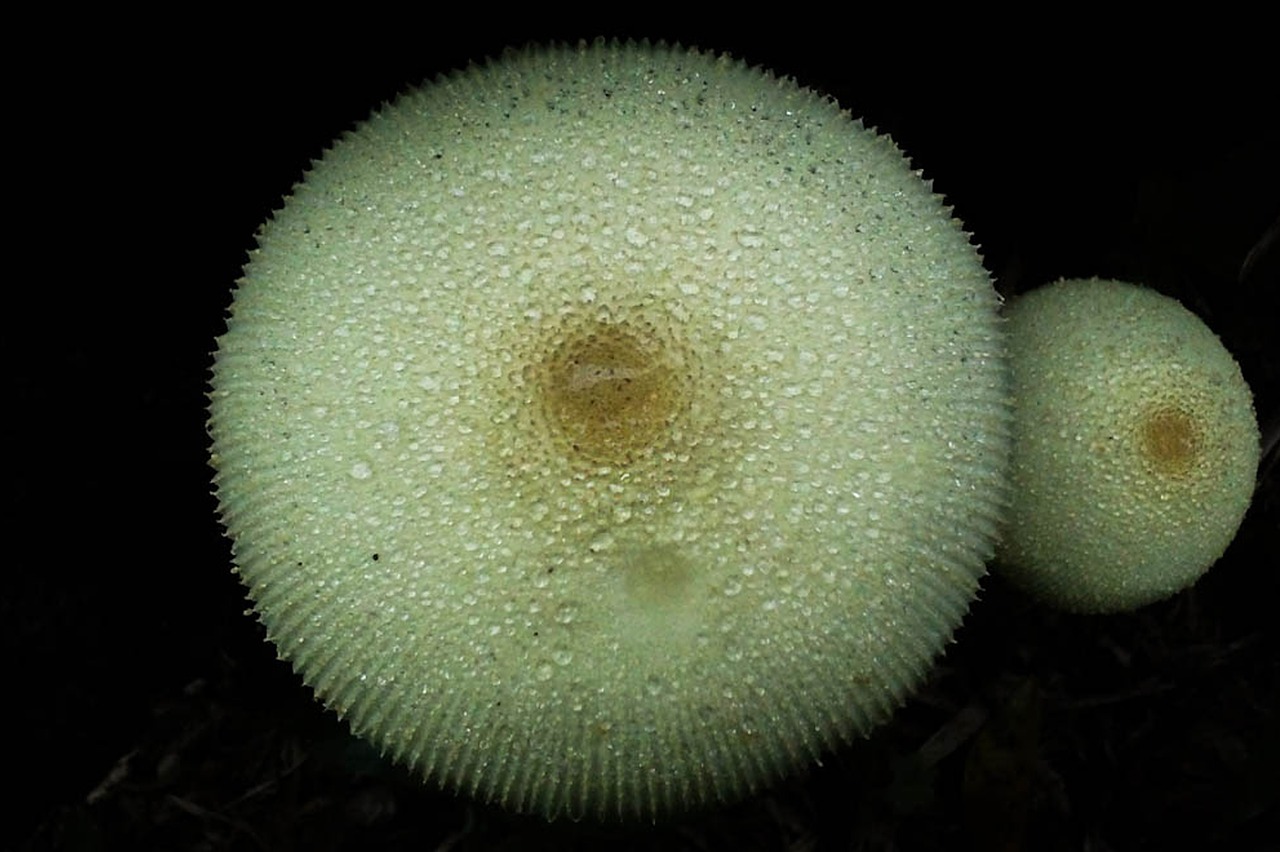 mushrooms mushroom black background free photo