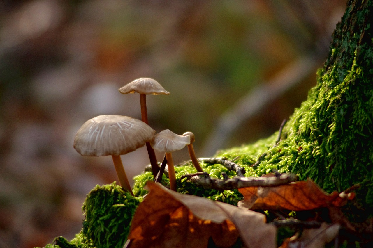 mushrooms forest nature free photo