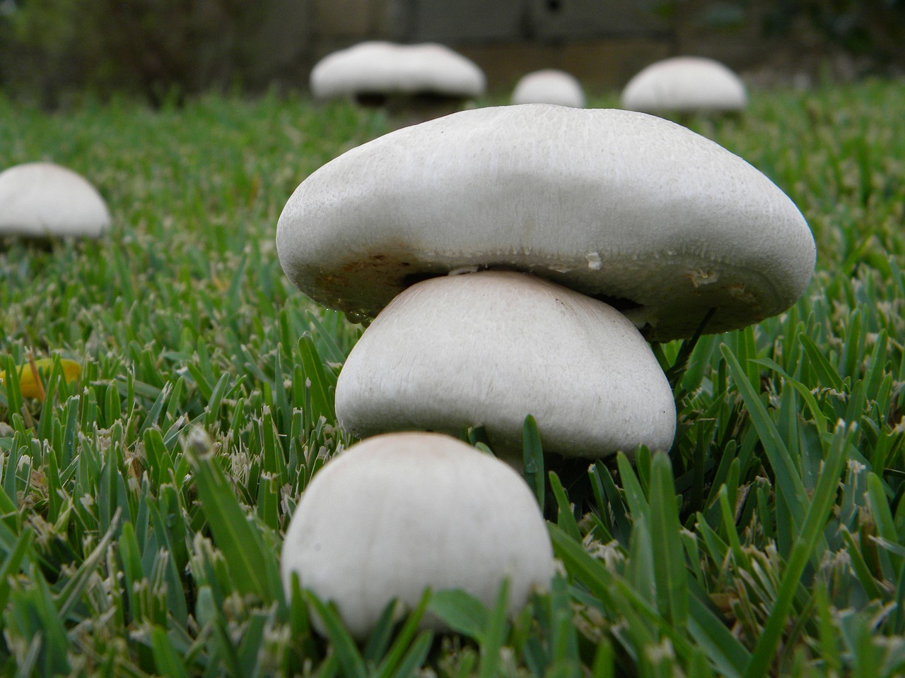 mushrooms autumn fungus free photo