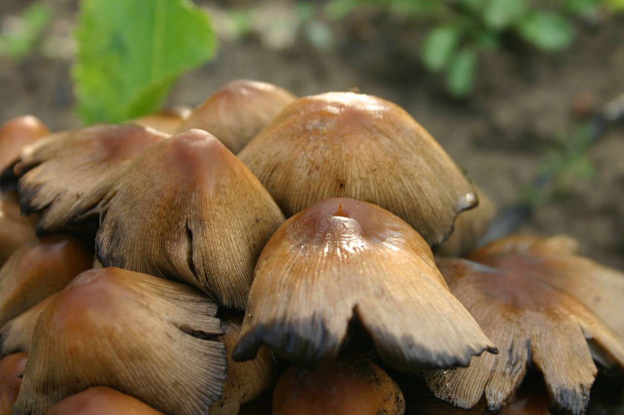 mushrooms nature forest free photo