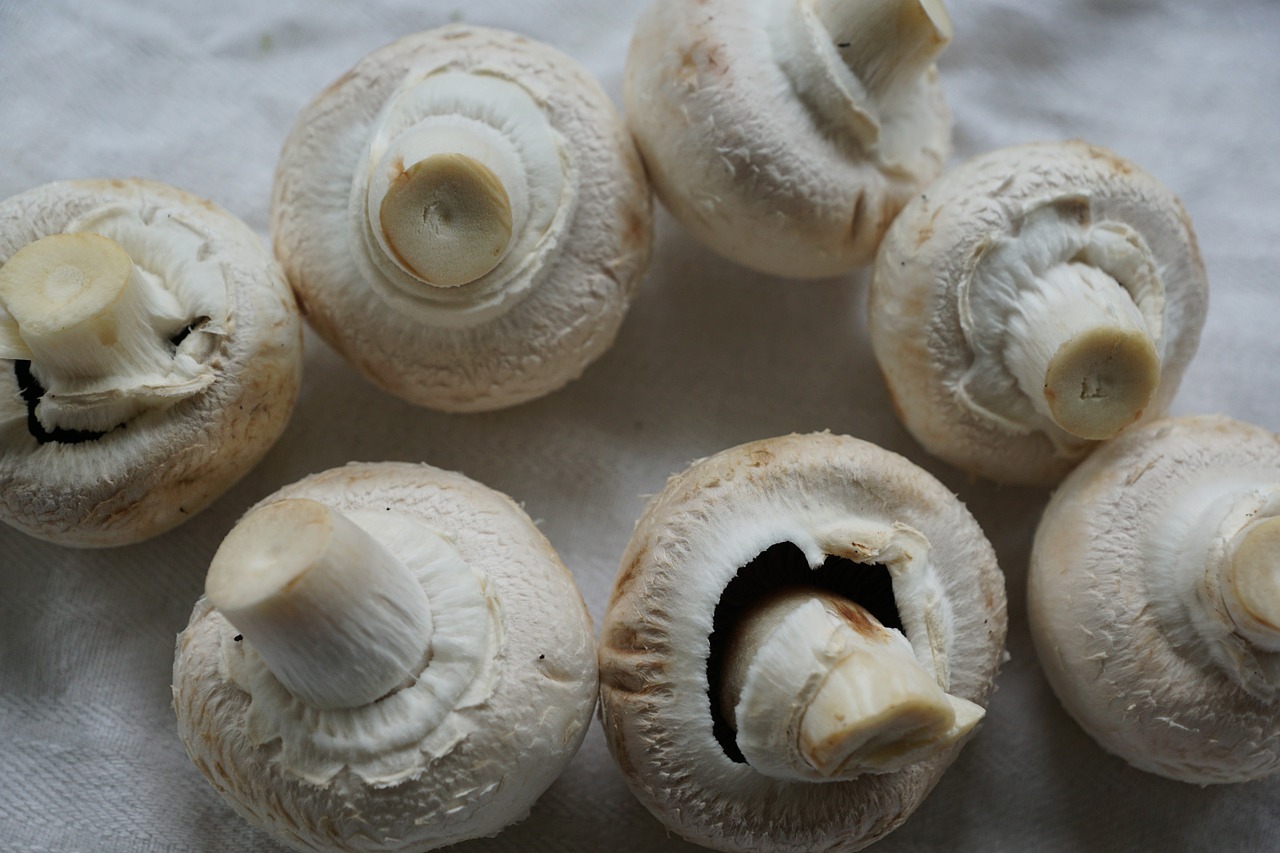 mushrooms white mushroom eat free photo