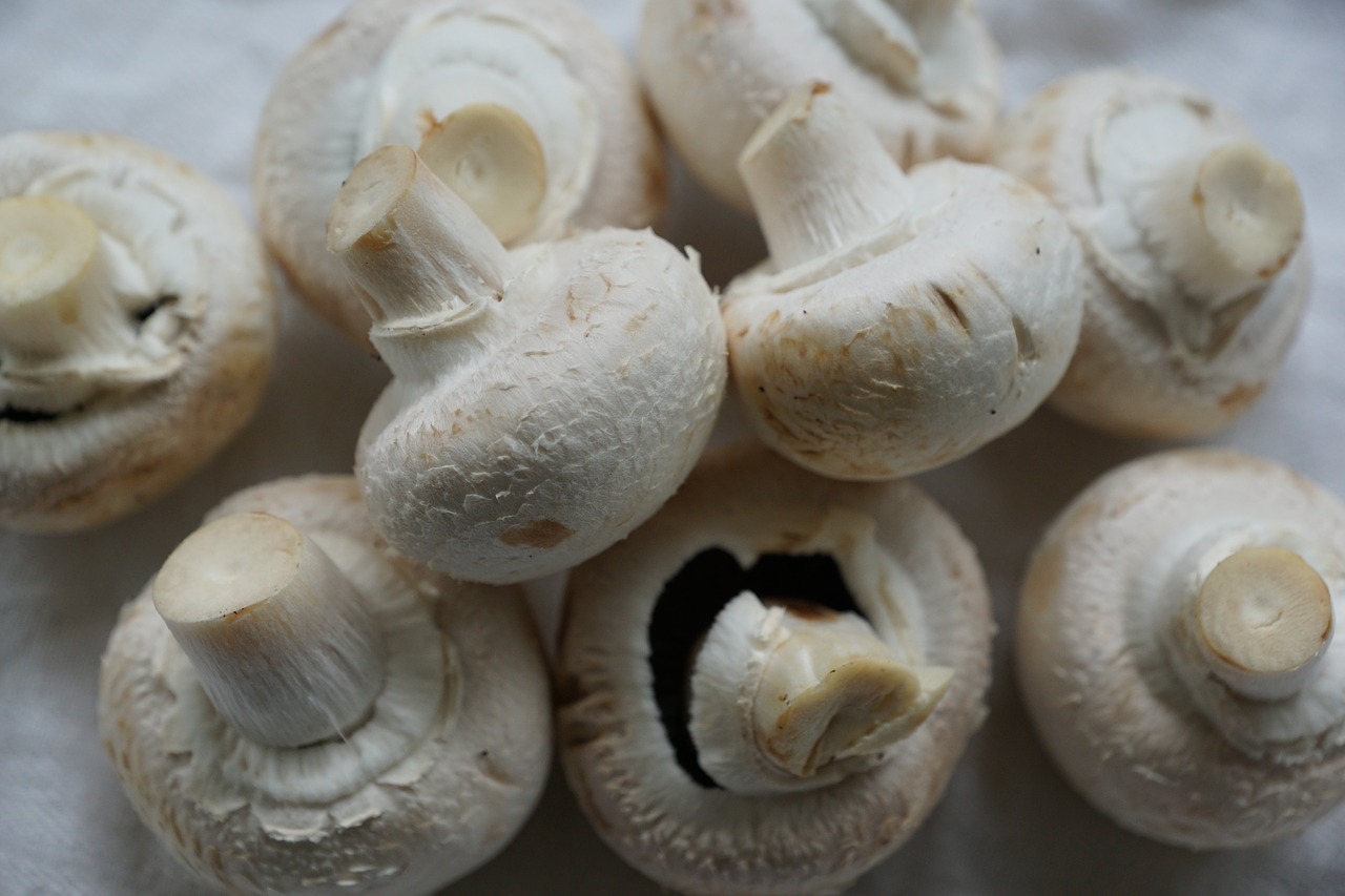 mushrooms white mushroom eat free photo