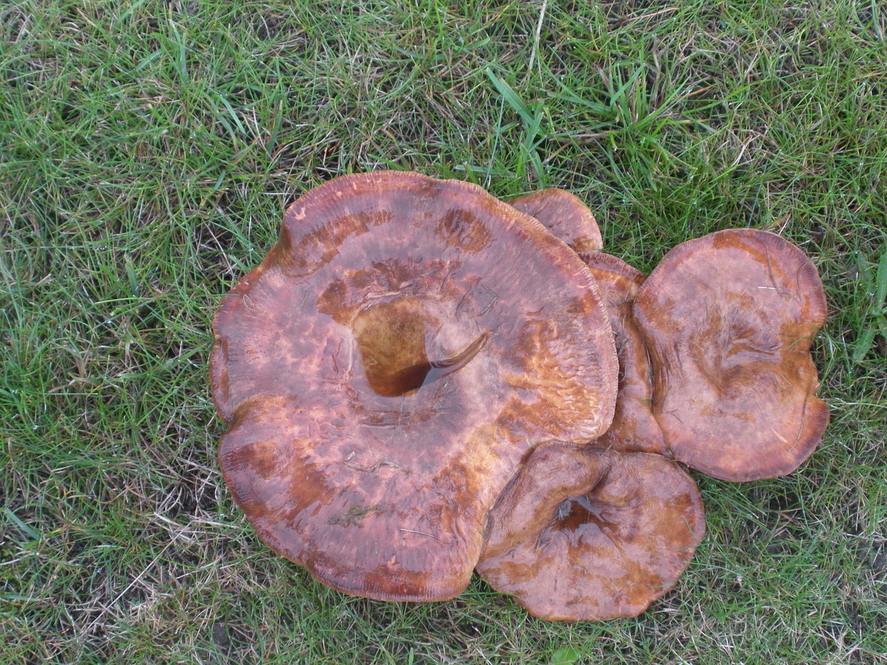 mushrooms wild cluster free photo