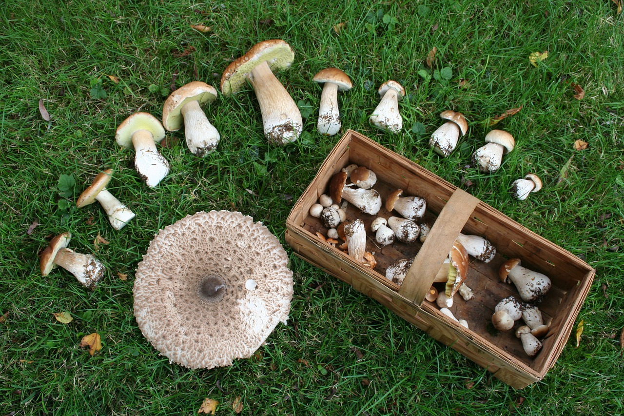 mushrooms mushroom mushroom picking free photo