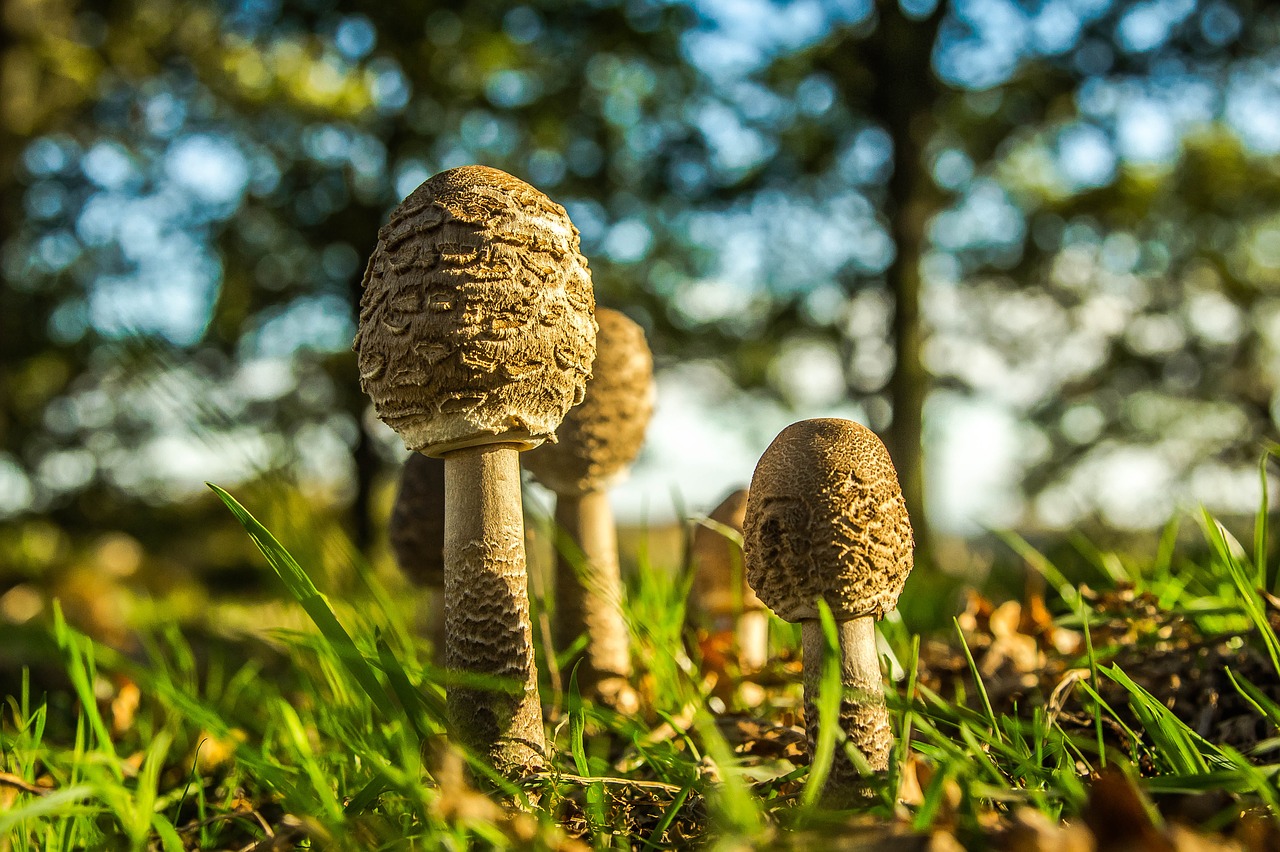 mushrooms forest priroda free photo