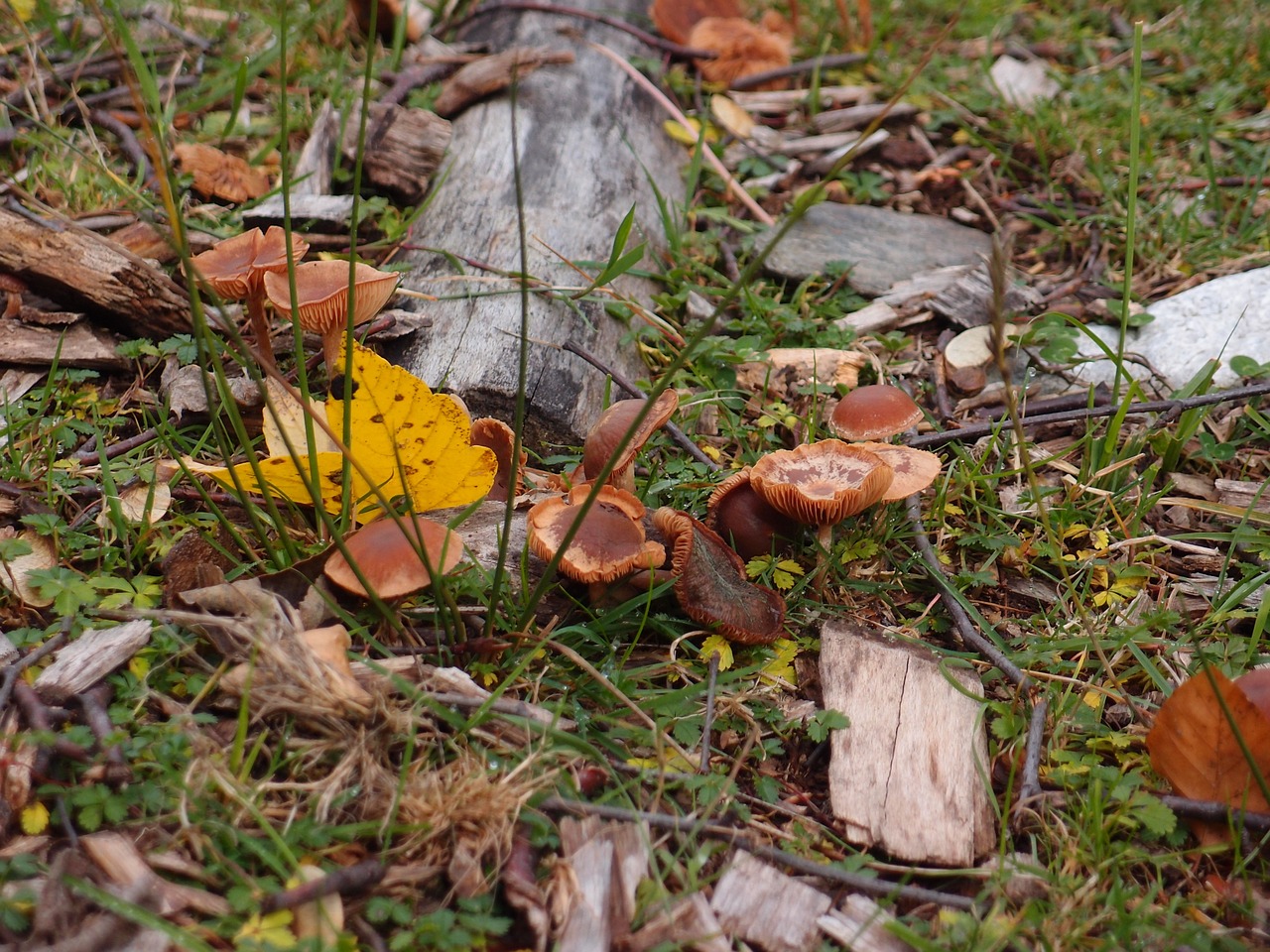 mushrooms autumn fungus free photo