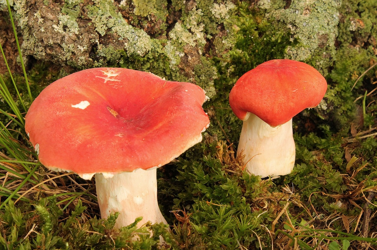 mushrooms fungus toadstool free photo