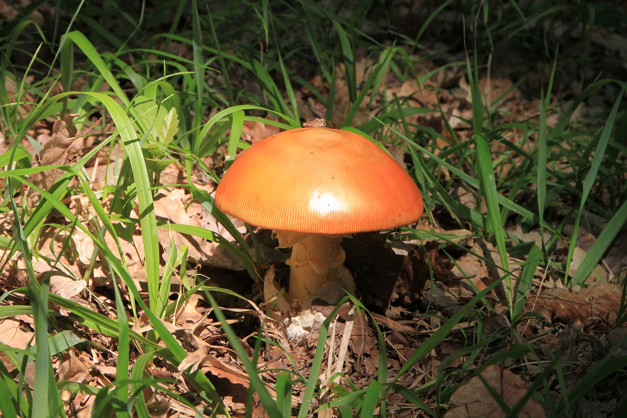 mushrooms orange brown free photo