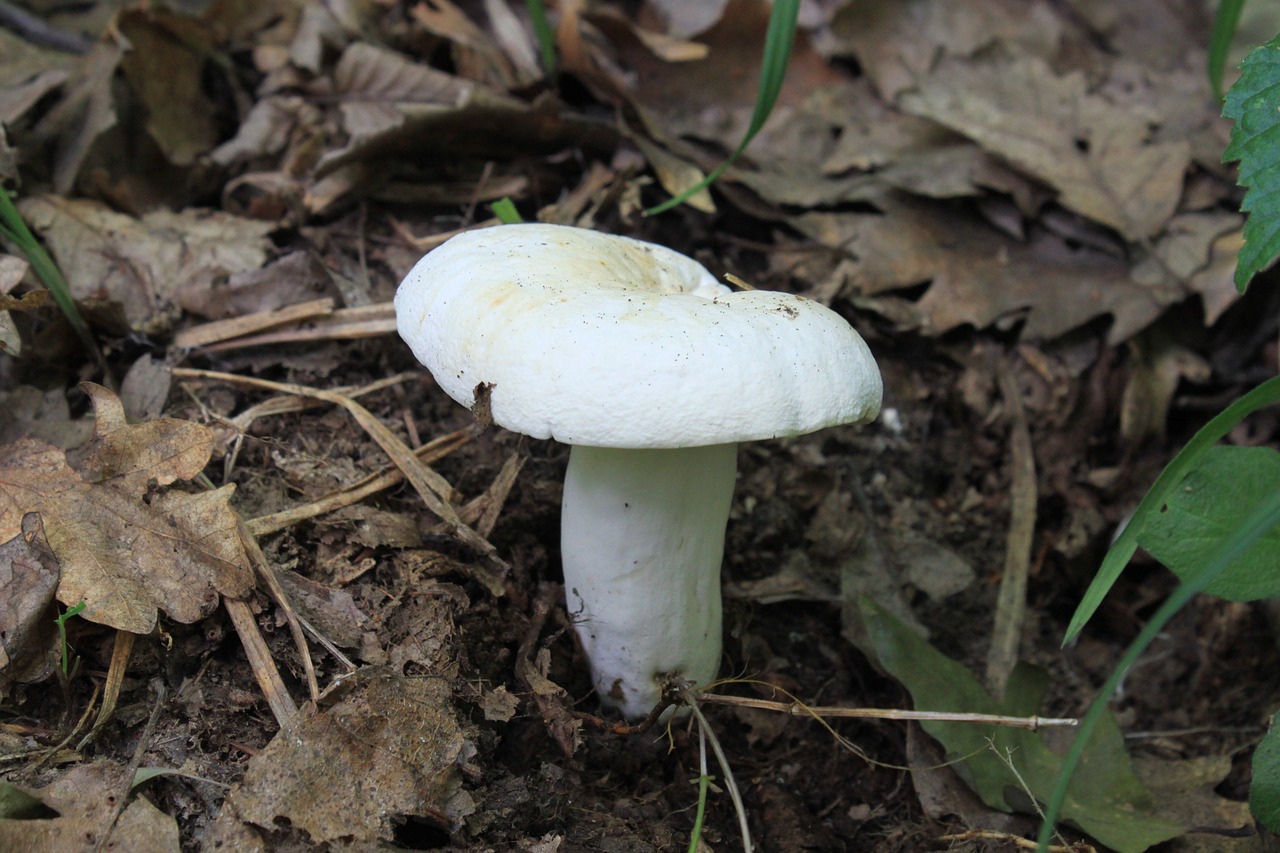 mushrooms white fungus free photo