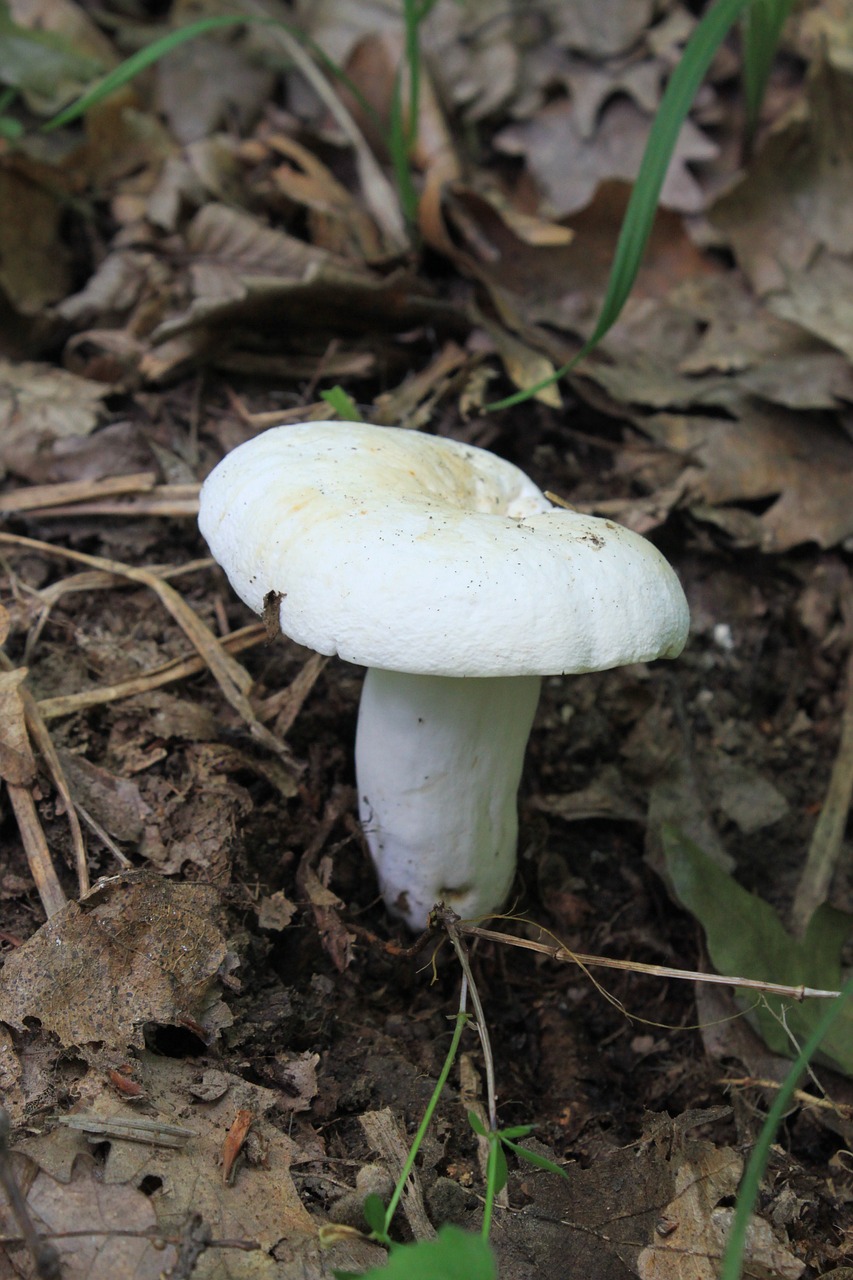 mushrooms white fungus free photo