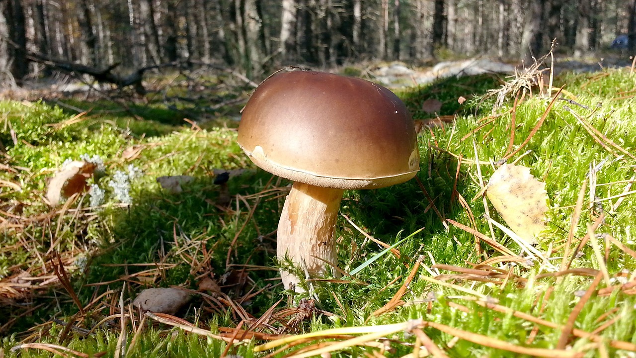 mushrooms nature forest free photo