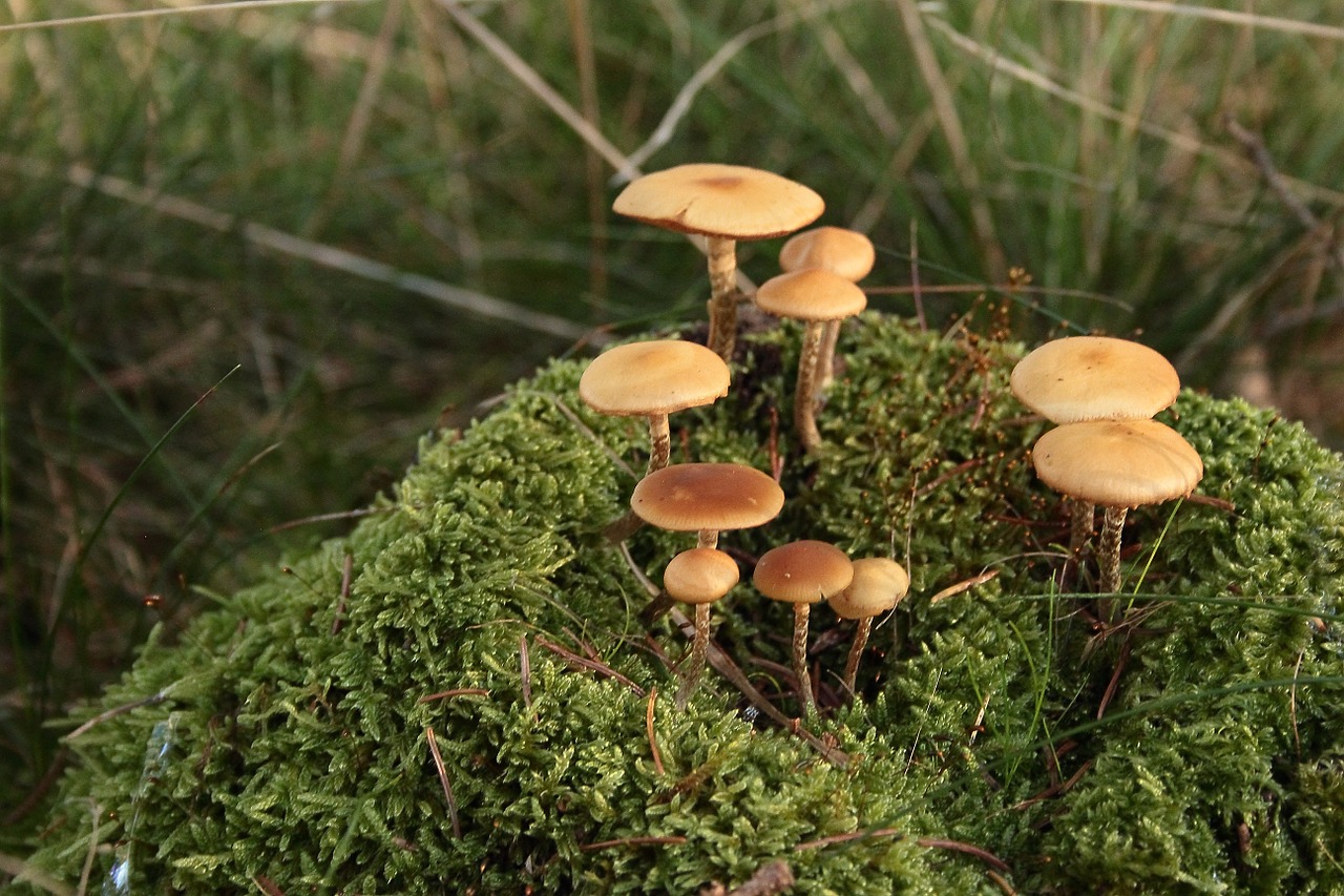 mushrooms moss forest free photo