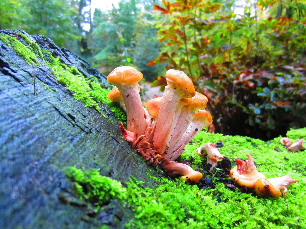 mushrooms forest fungus free photo