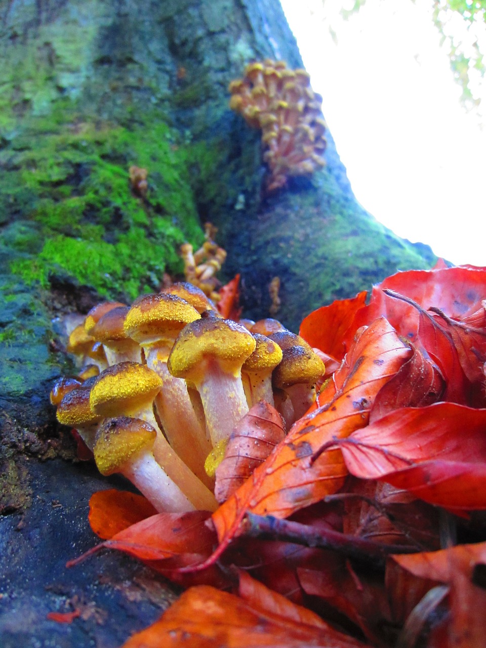 mushrooms park forest free photo