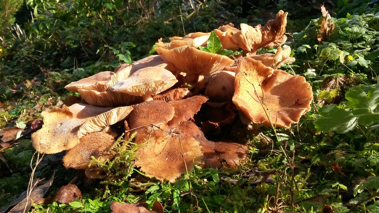 mushrooms autumn nature free photo