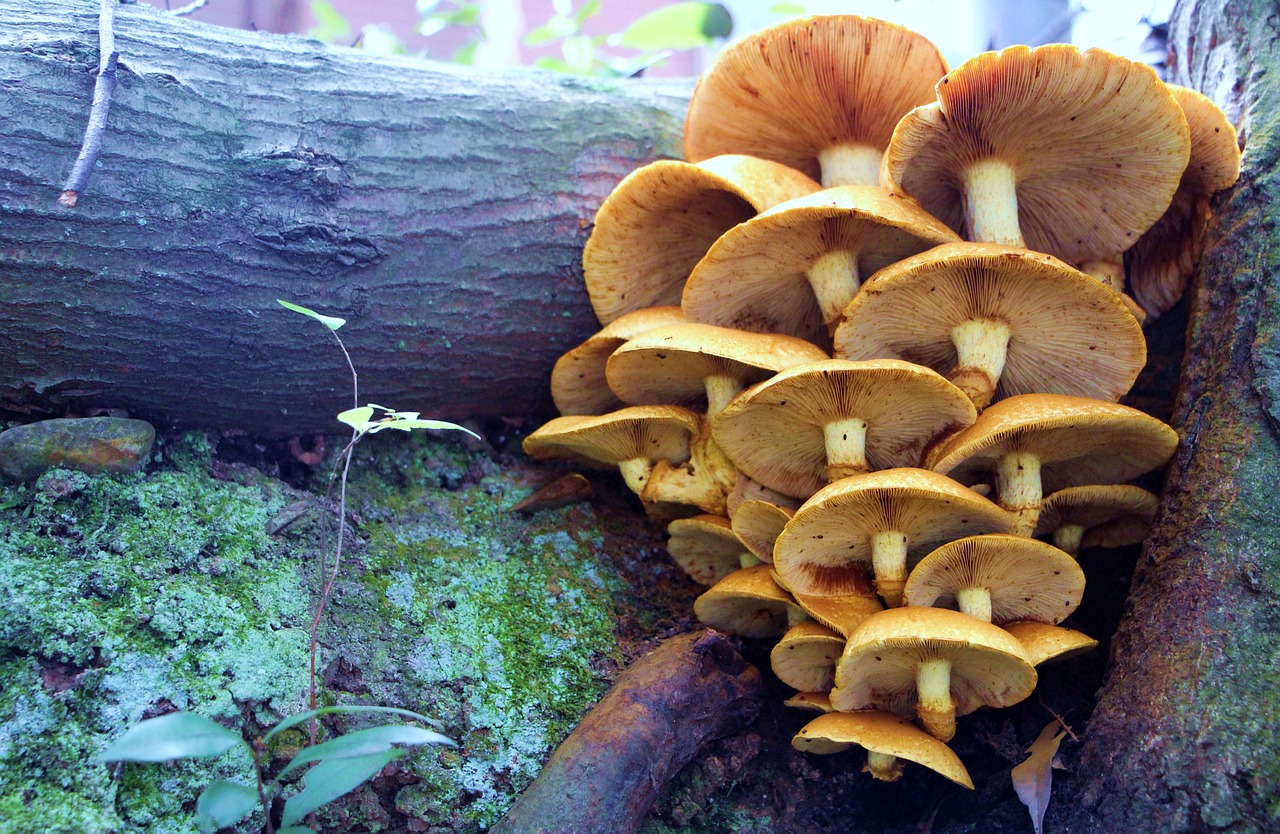 mushrooms trunk nature free photo