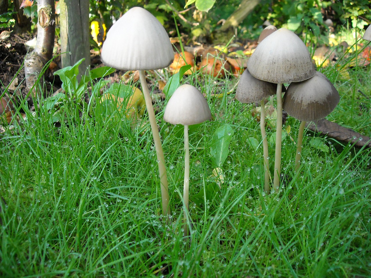 mushrooms fungi nature free photo