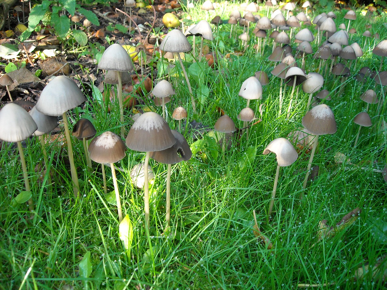 mushrooms fungi nature free photo