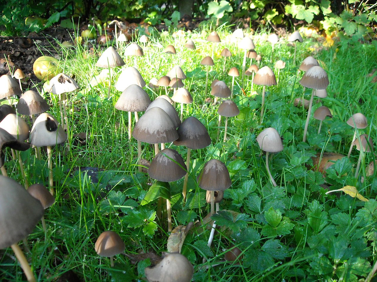 mushrooms fungi nature free photo