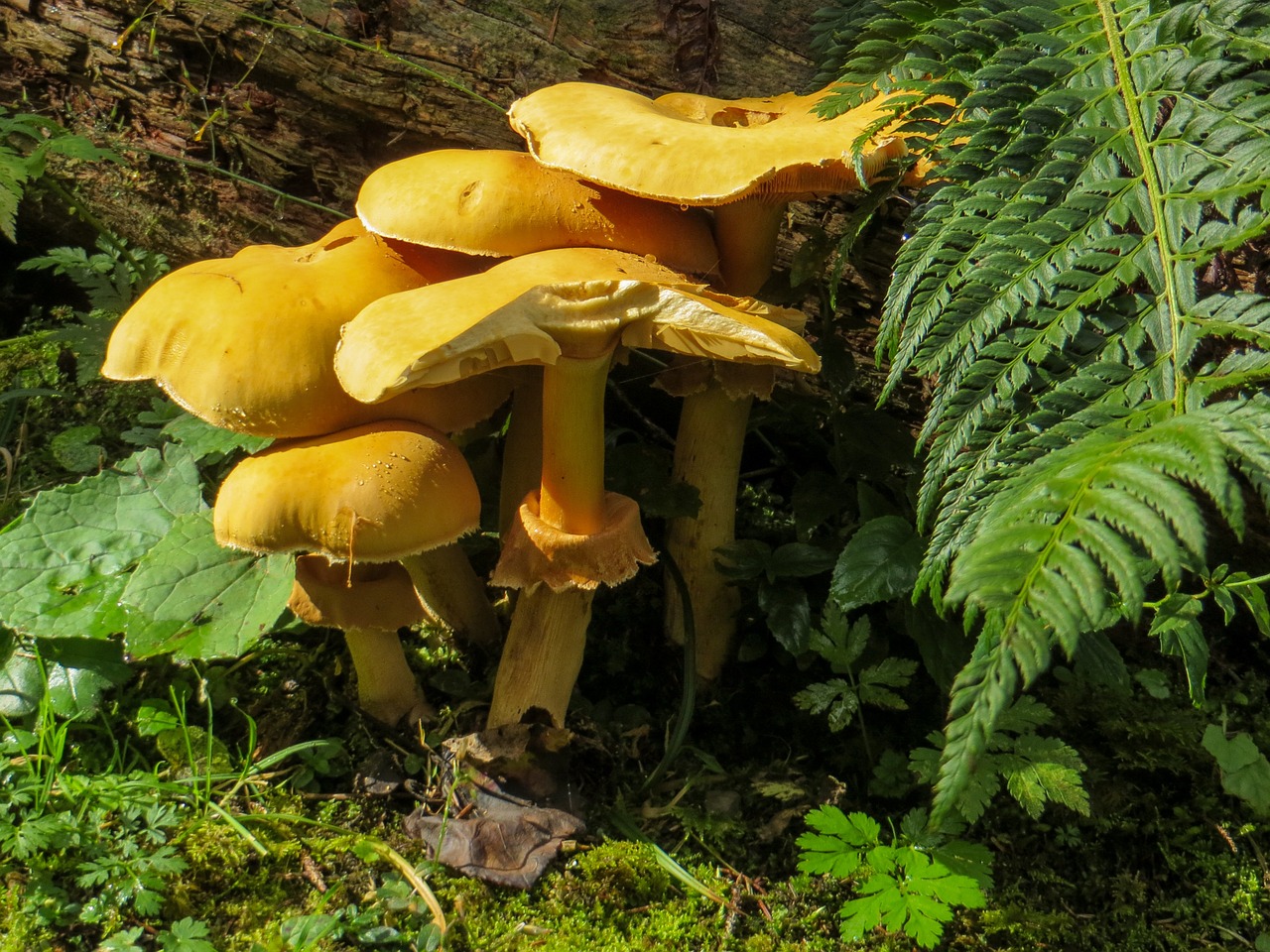 mushrooms forest toxic free photo