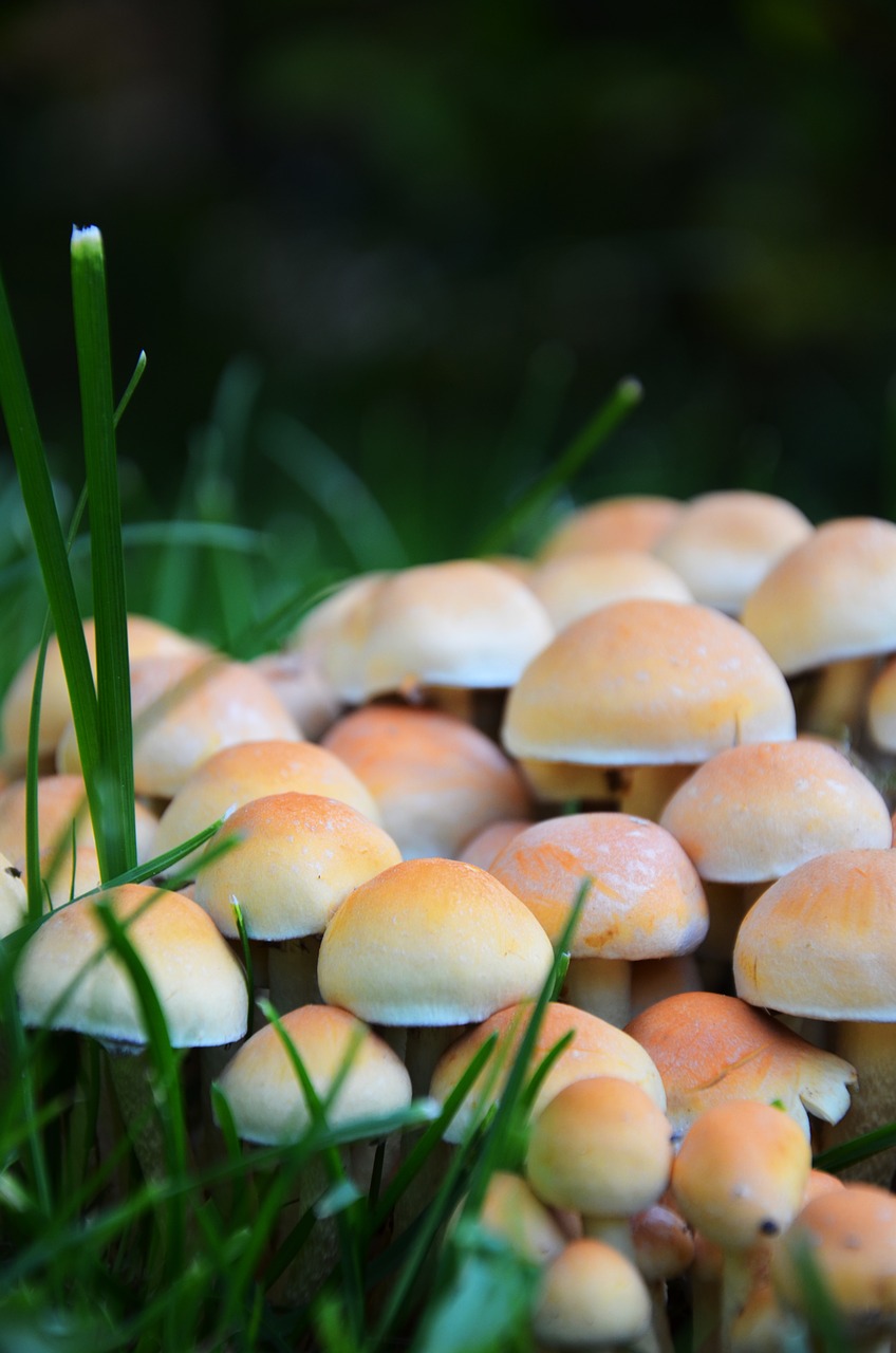 mushrooms grass meadow free photo