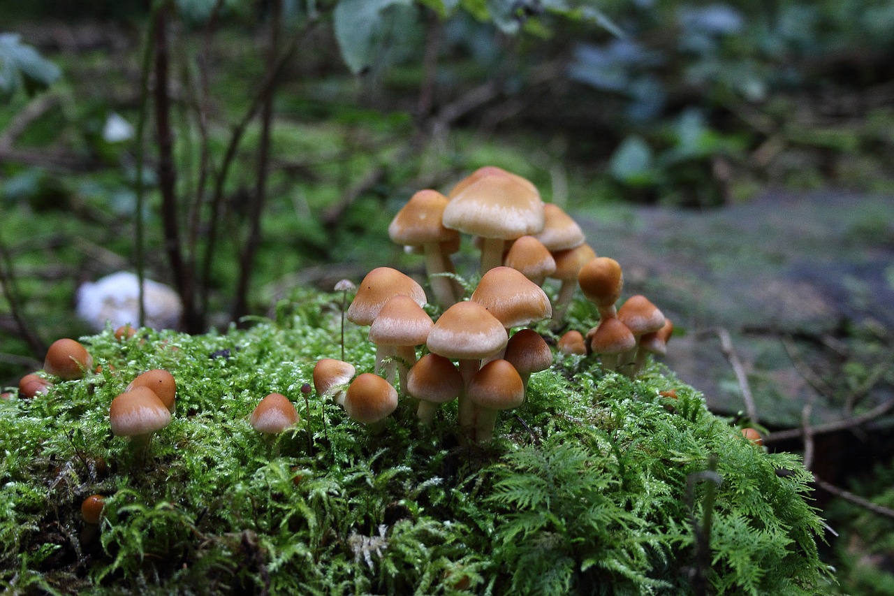 mushrooms plant colony free photo