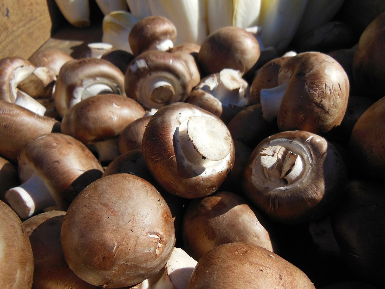 mushrooms brown mushrooms close-up free photo