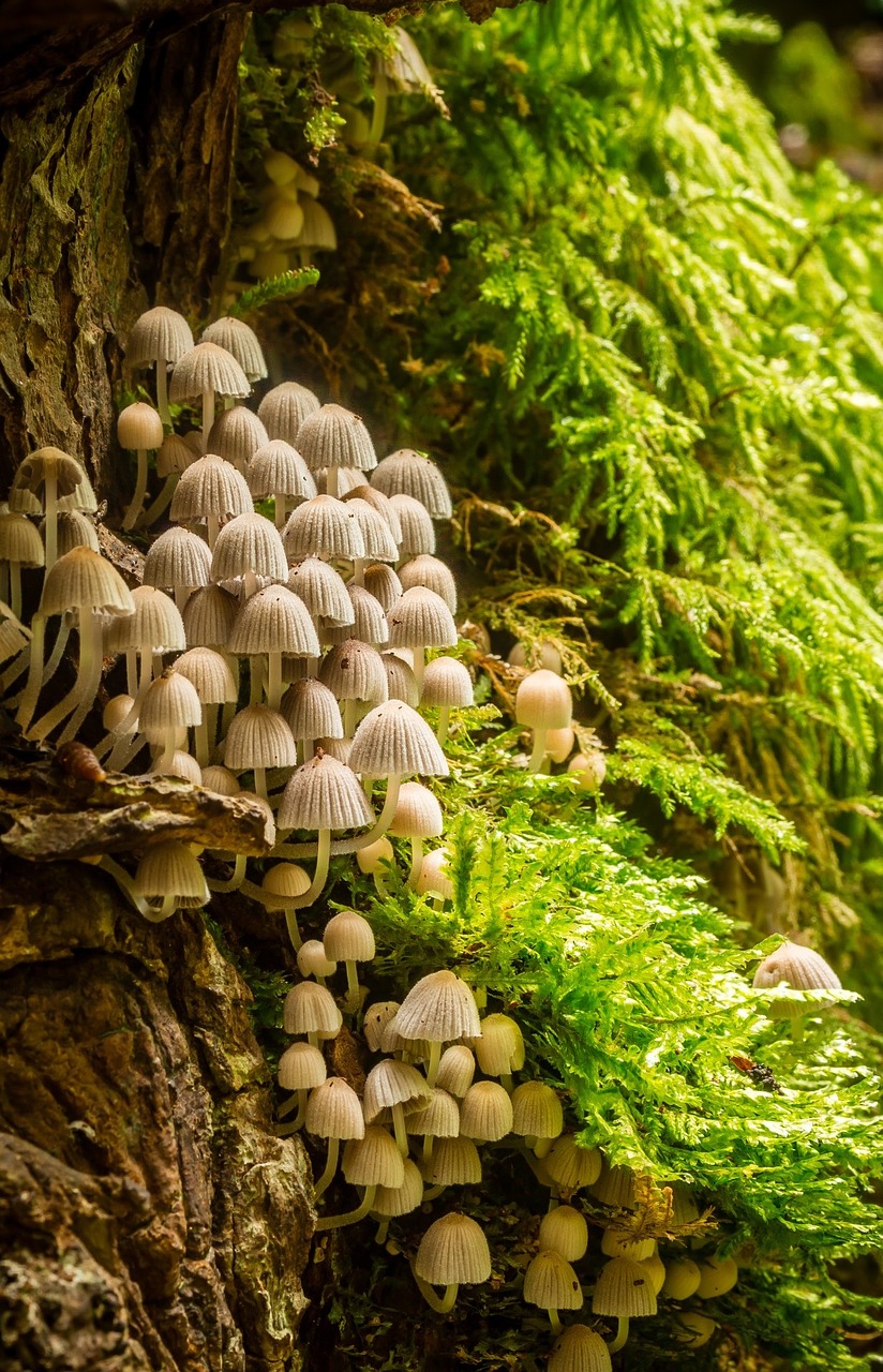 mushrooms mushroom colony tender free photo