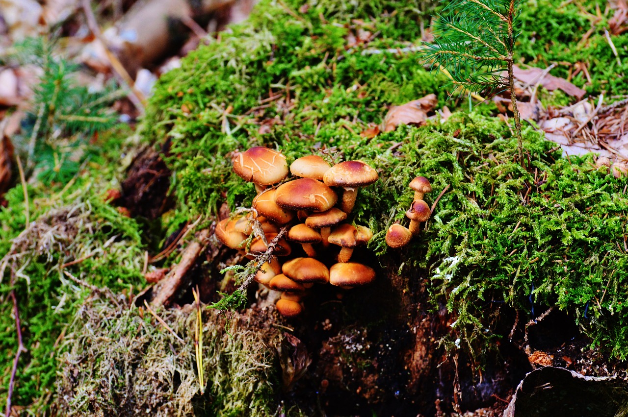 mushrooms tree stump nature free photo